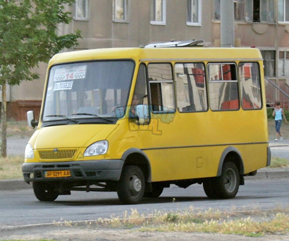 BAZ_Delfin.jpg
