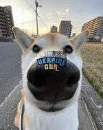 kayrakoira.gif