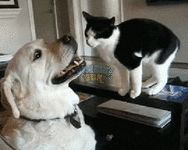 MAwW.gif