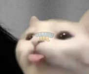 1697926216786.png