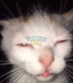 1698177459848.png