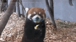 d852bae3f8122a255ec64a5f3e8e2aa7.gif