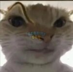 Screenshot_20231122_231520_TikTok.jpg