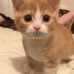 53B8E07B-C4BC-420A-8035-7927453983D9.gif