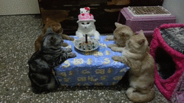 cat-birthday-29.gif