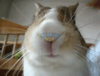 1uhE.gif