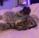 c154cd380d1b78b64be8615a5fa61e6a.gif
