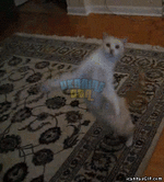 WU7.gif