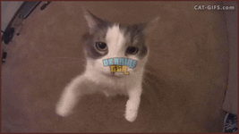 mew.gif