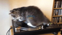RH2a.gif