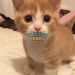 53B8E07B-C4BC-420A-8035-7927453983D9.gif