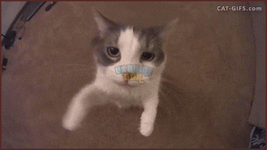 Aq (1).gif