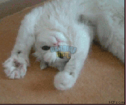 1vo9.gif