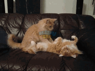 WVJ1.gif
