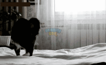 920109991_gif (375×231).gif