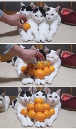 живность-котейки-мандаринки-1730052.jpeg