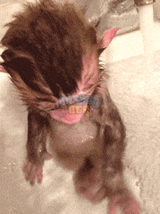 1AnI.gif