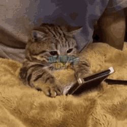 giphy (1).gif