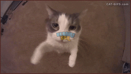 179366-cd8b8ecc08fc3eeb55fccb7a41052312.gif