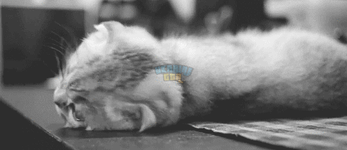 WF7L.gif