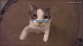 179366-cd8b8ecc08fc3eeb55fccb7a41052312.gif