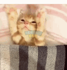завантаження (5).gif