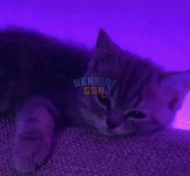 1721764770720.jpeg