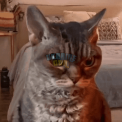 angry-cat-sour-cat.png
