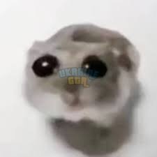 images (1).jpeg