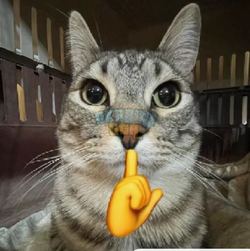 1727726952990.png
