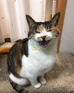 котэ-насмешка-cats-ухмылка-8328194.jpeg