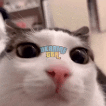 кот-моргает.gif