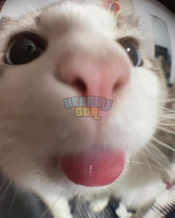 1731536887498.png