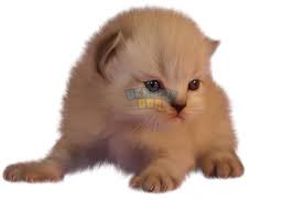 1731964801484.png