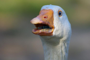 1732518255075.png