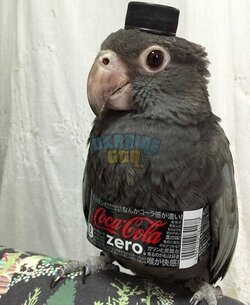 кешакола.jpg