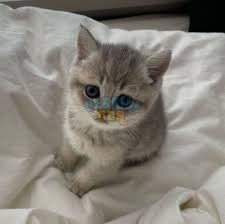 1737909486466.png