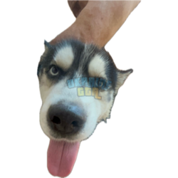 1738370603442.png