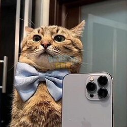 CoticIphone.jpg