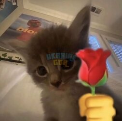 Cats_.jpg