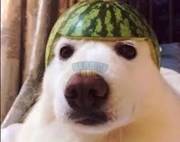223131.jpg