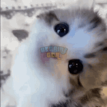 IMG_0131.gif