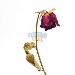 istockphoto-488874182-612x612.jpg
