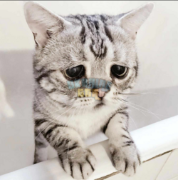 1773580781090.png