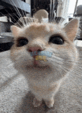 cat-orange-cat.gif