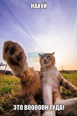 посылаем-***********************************-макросы-котэ-1537438.jpeg