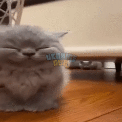 7762.gif