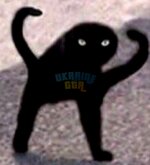 Scary cat.jpg