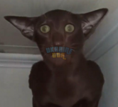 1689886984544.png