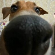 Влад Бершадський